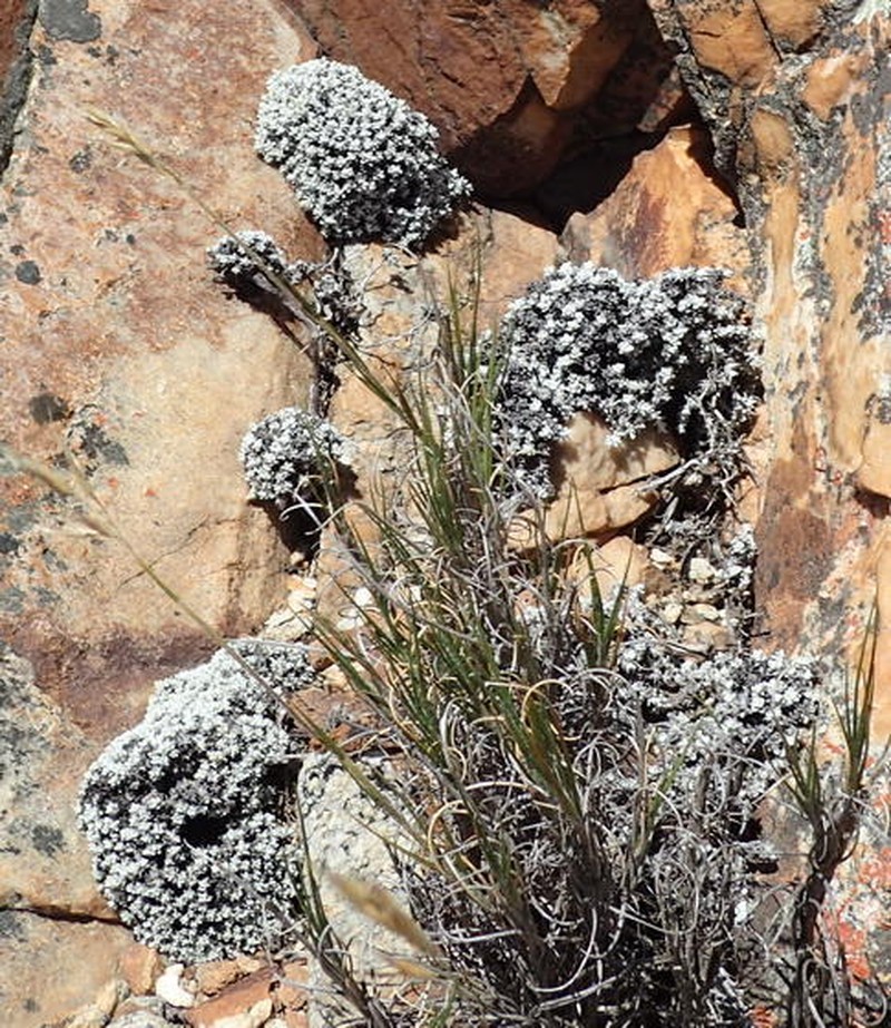 Helichrysum saxicola