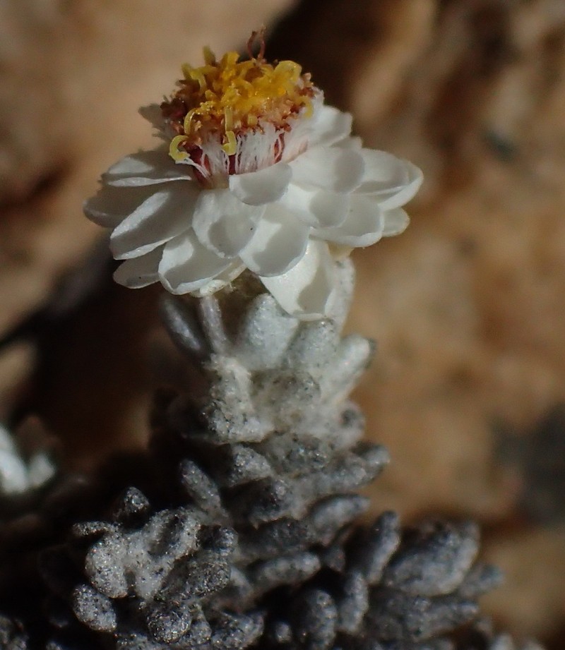 Helichrysum saxicola photo 2