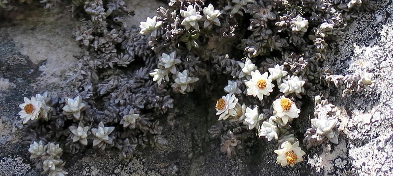 Helichrysum saxicola photo 3
