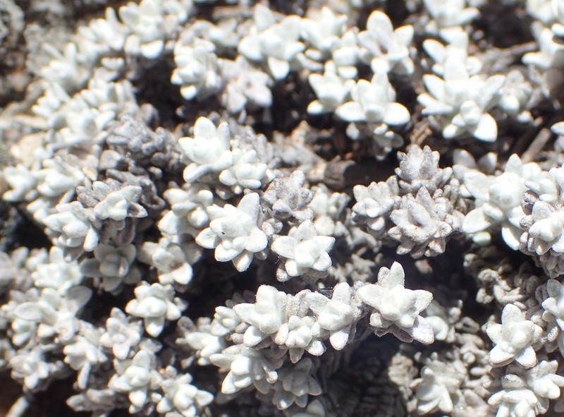 Helichrysum saxicola photo 4