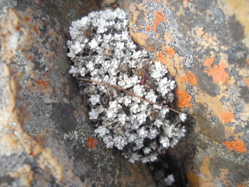 Helichrysum saxicola photo 5