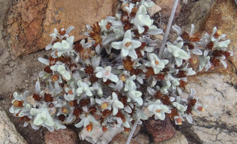 Helichrysum saxicola photo 6