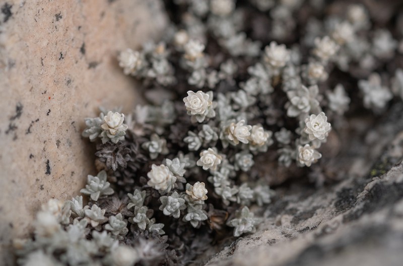 Helichrysum saxicola photo 7