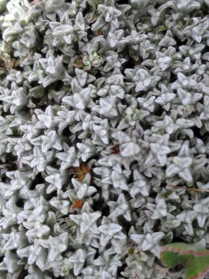 Helichrysum saxicola photo 8