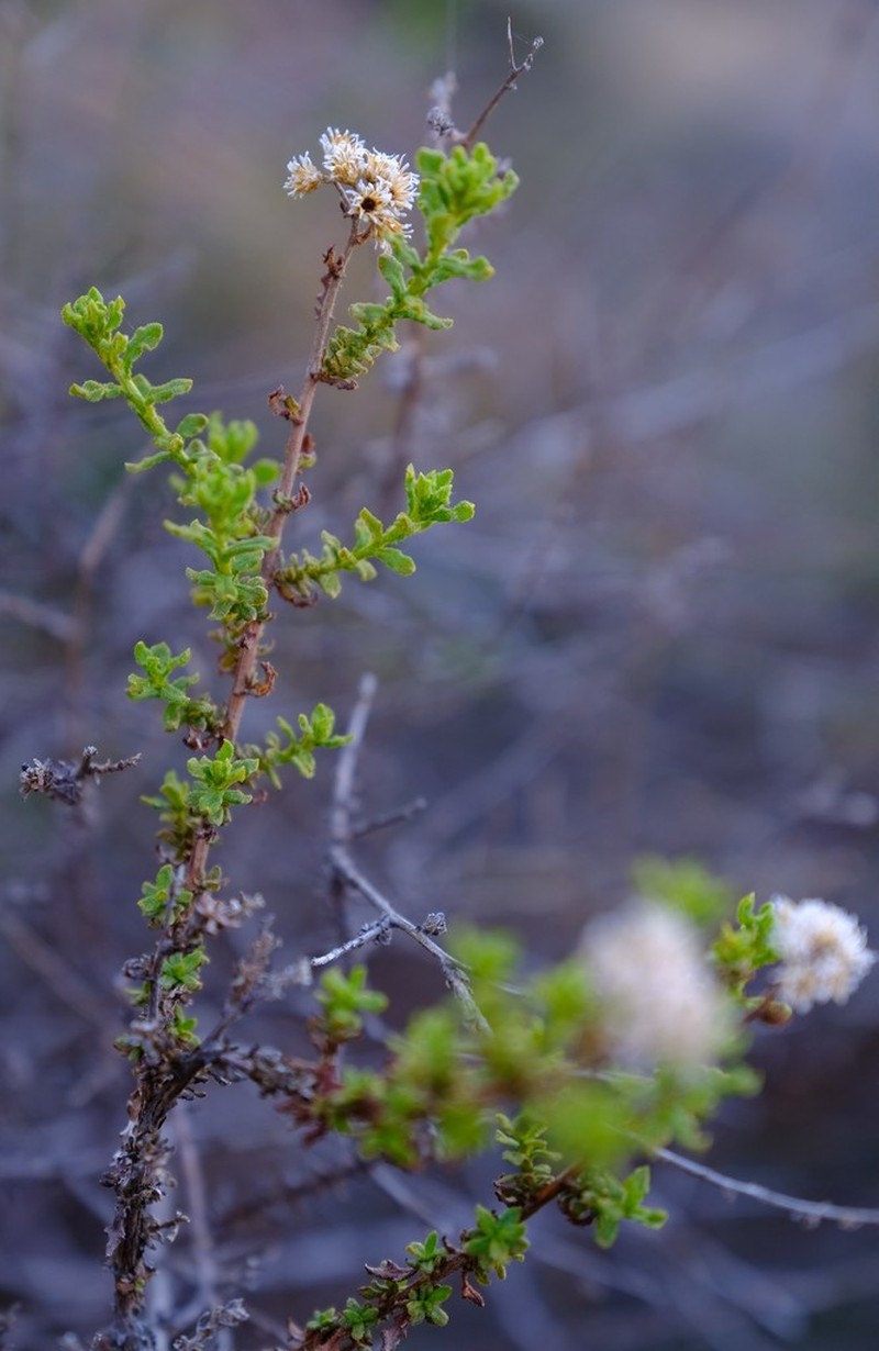 Helichrysum scabrum photo 2