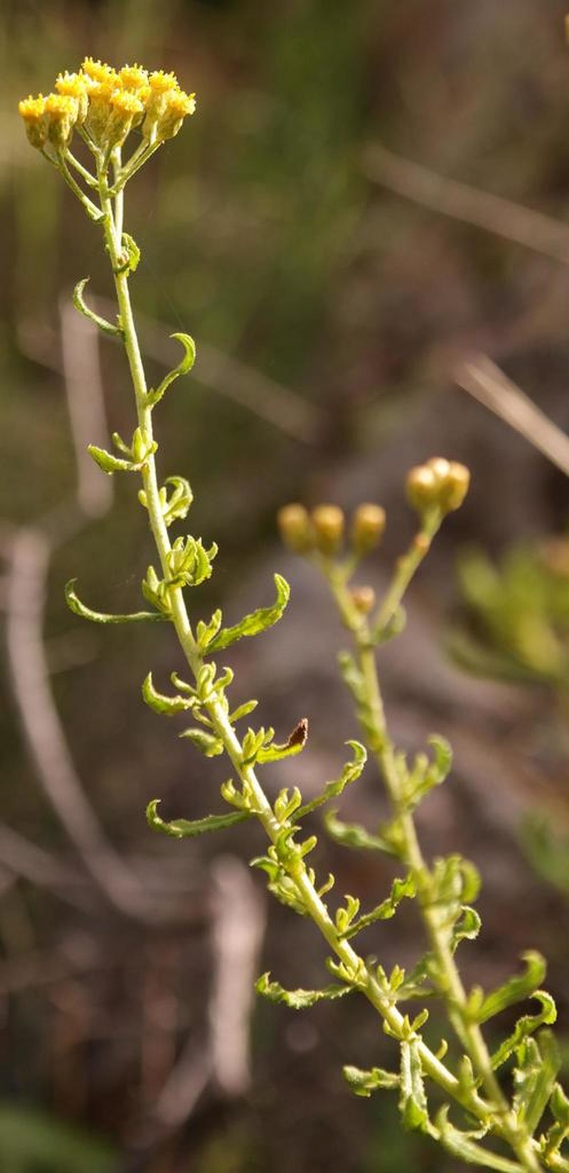 Helichrysum scabrum photo 3