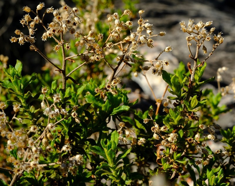 Helichrysum scabrum photo 4
