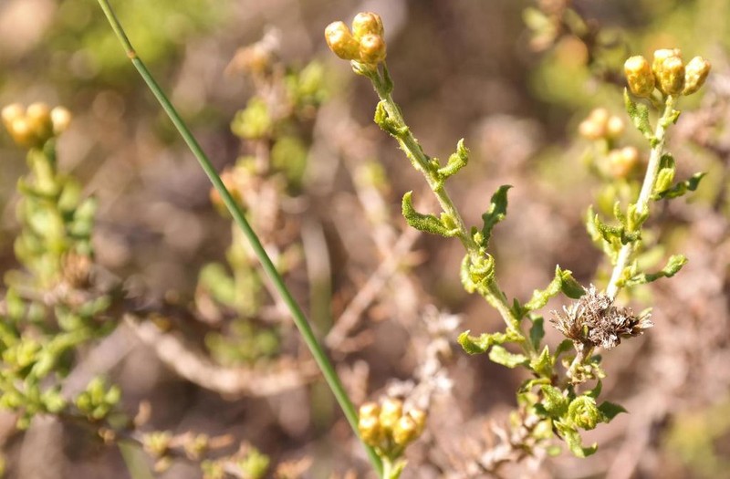 Helichrysum scabrum photo 5