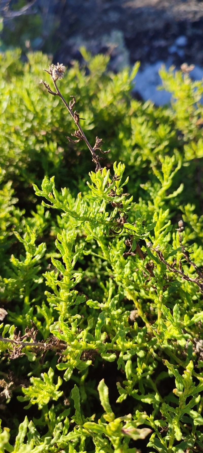 Helichrysum scabrum photo 6