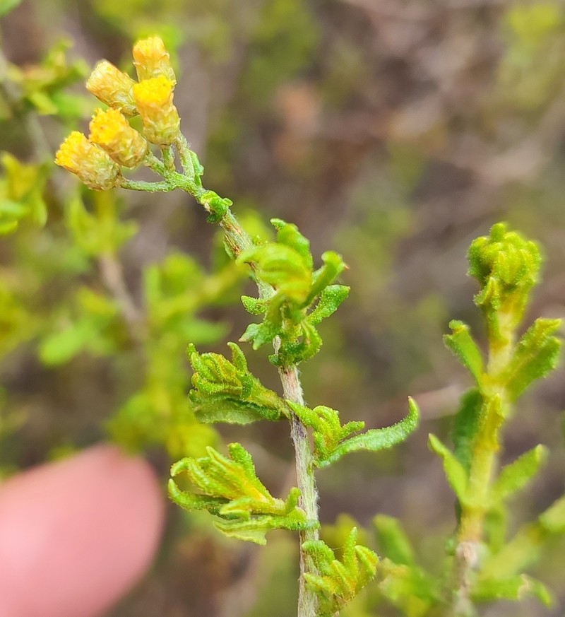 Helichrysum scabrum photo 7