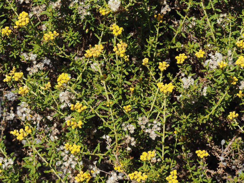 Helichrysum scabrum photo 8