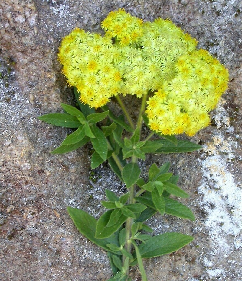 Helichrysum schimperi photo 2