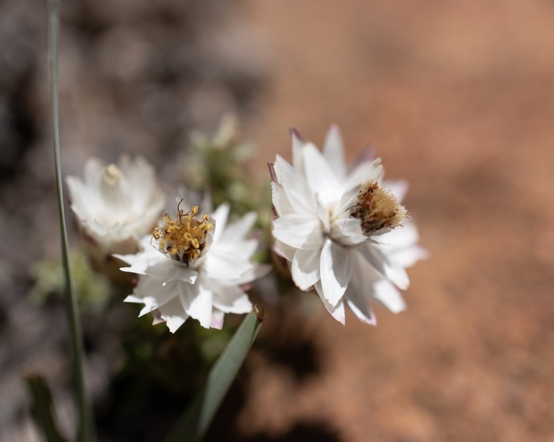 Helichrysum scitulum