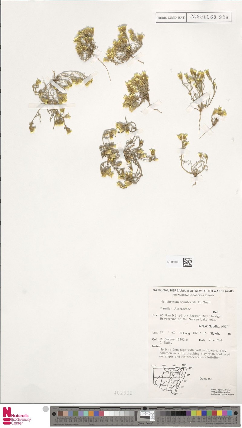 Helichrysum semifertile
