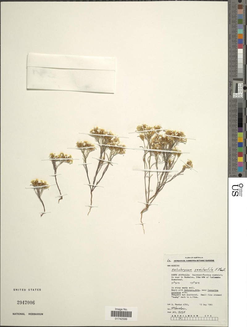 Helichrysum semifertile photo 2