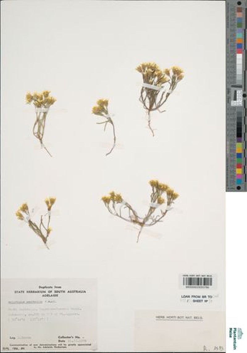Helichrysum semifertile photo 3