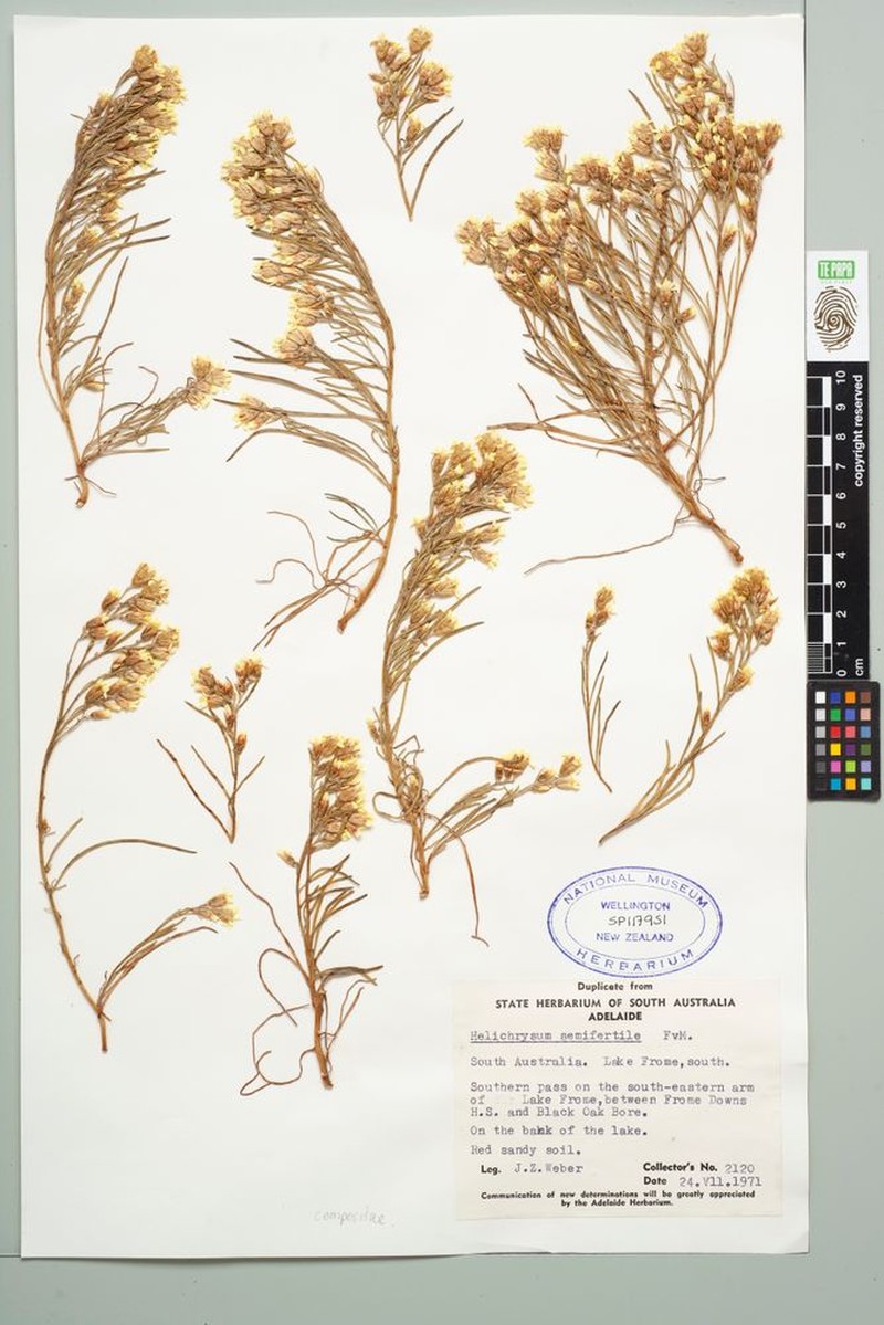 Helichrysum semifertile photo 4