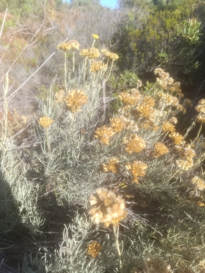 Helichrysum serotinum