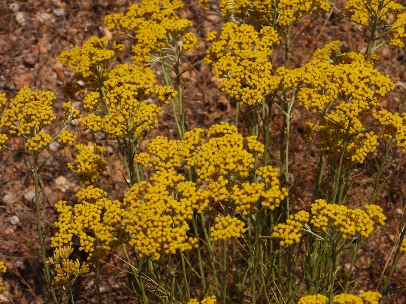 Helichrysum serotinum photo 2