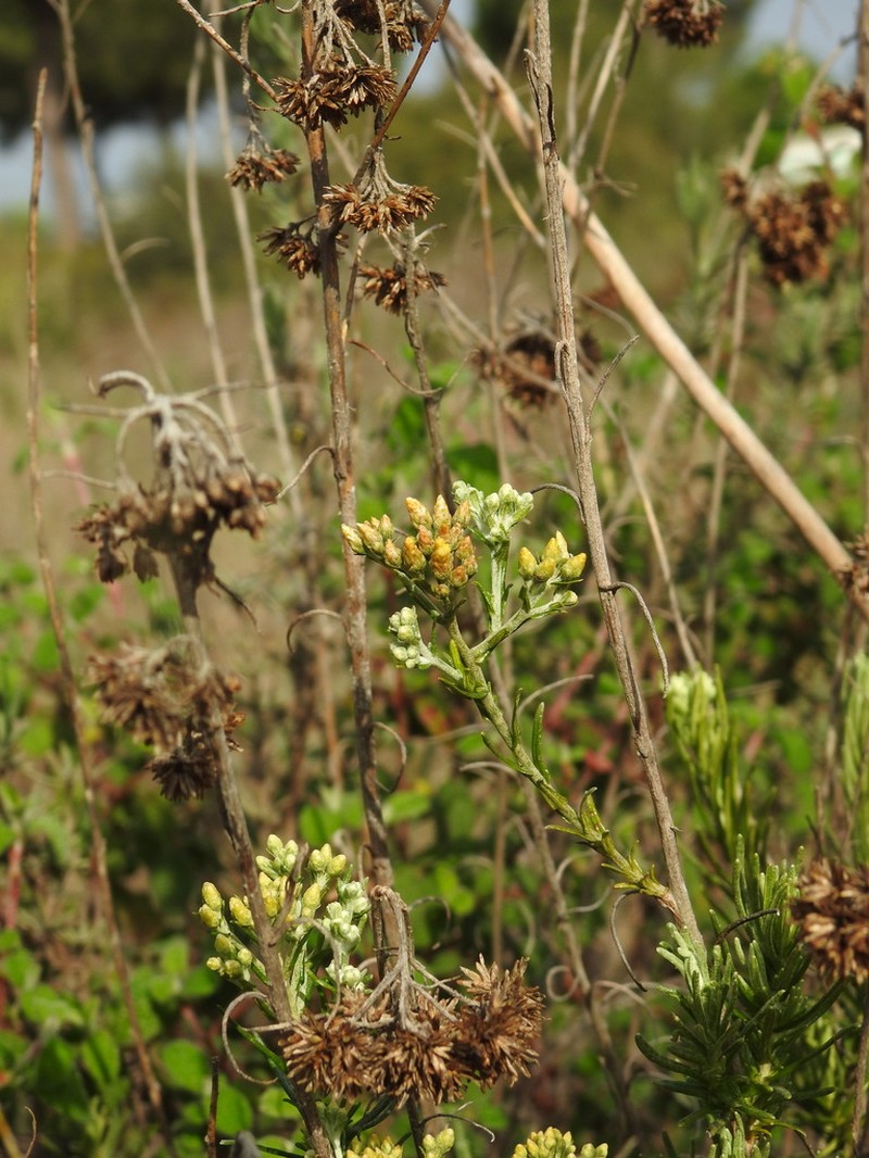 Helichrysum serotinum photo 3