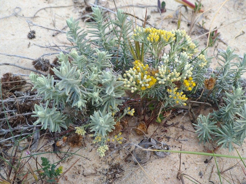 Helichrysum serotinum photo 4