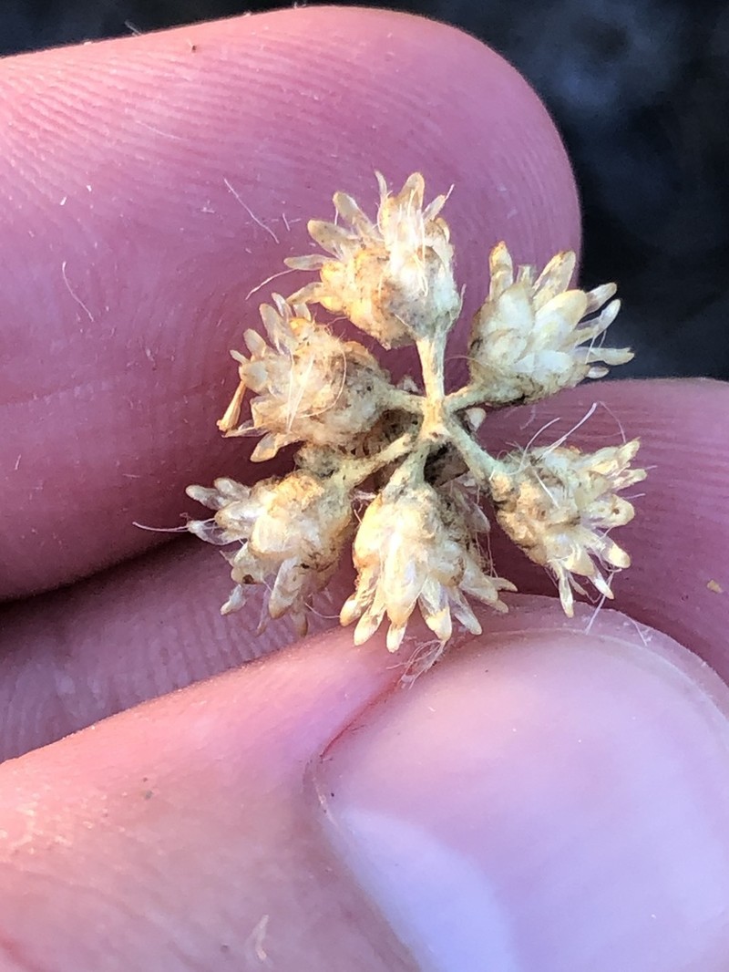 Helichrysum serotinum photo 5