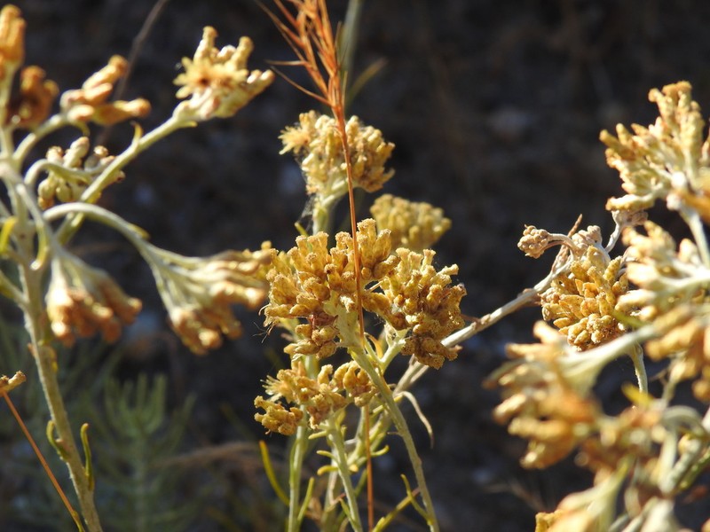 Helichrysum serotinum photo 6