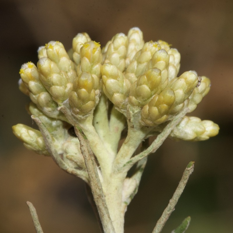 Helichrysum serotinum photo 7