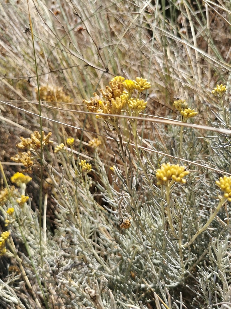 Helichrysum serotinum photo 8