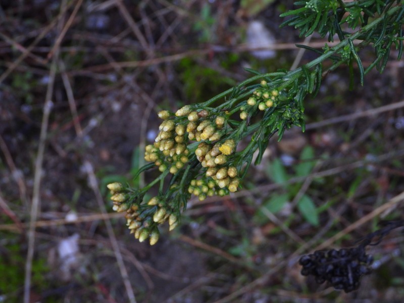 Helichrysum serotinum subsp. picardii photo 2