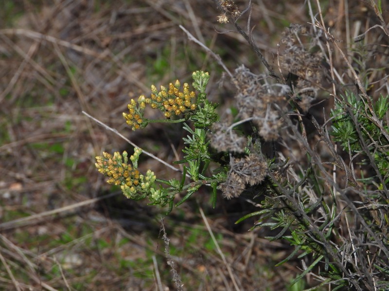 Helichrysum serotinum subsp. picardii photo 3