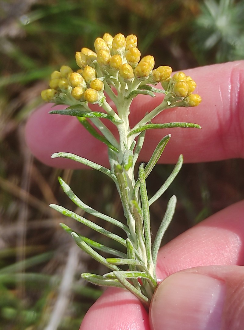 Helichrysum serotinum subsp. picardii photo 4