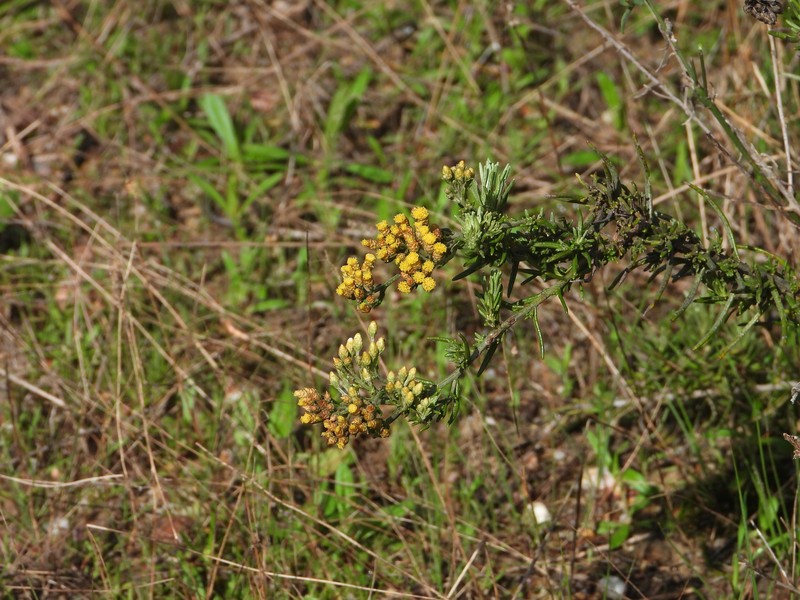 Helichrysum serotinum subsp. picardii photo 5