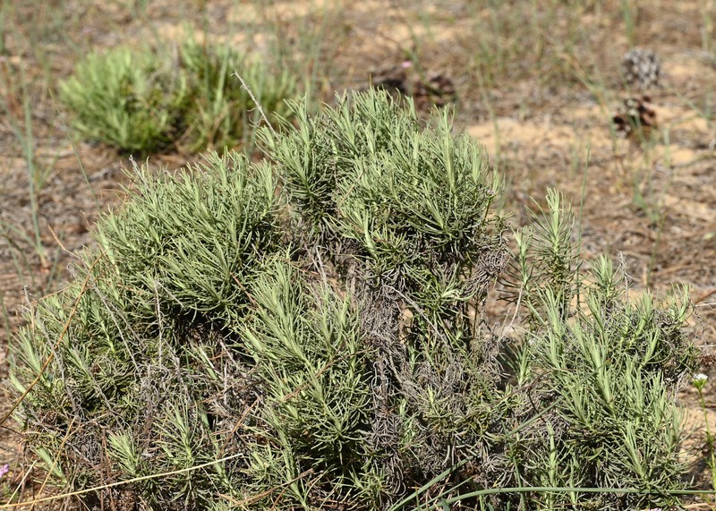 Helichrysum serotinum subsp. picardii
