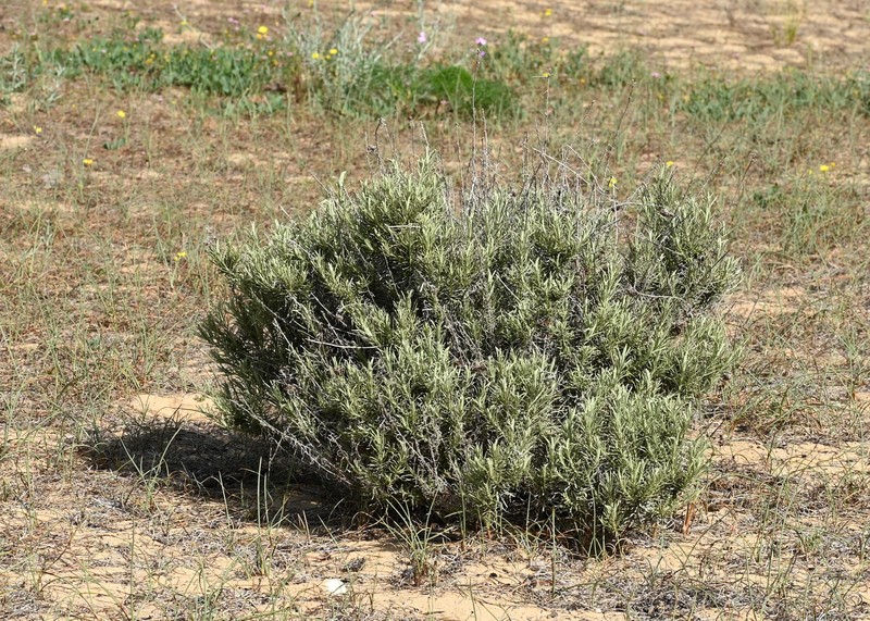 Helichrysum serotinum subsp. picardii photo 6
