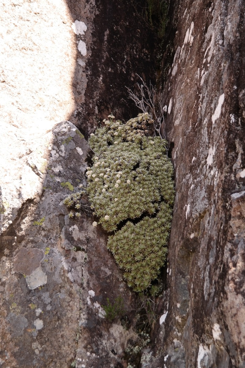 Helichrysum sessile photo 2