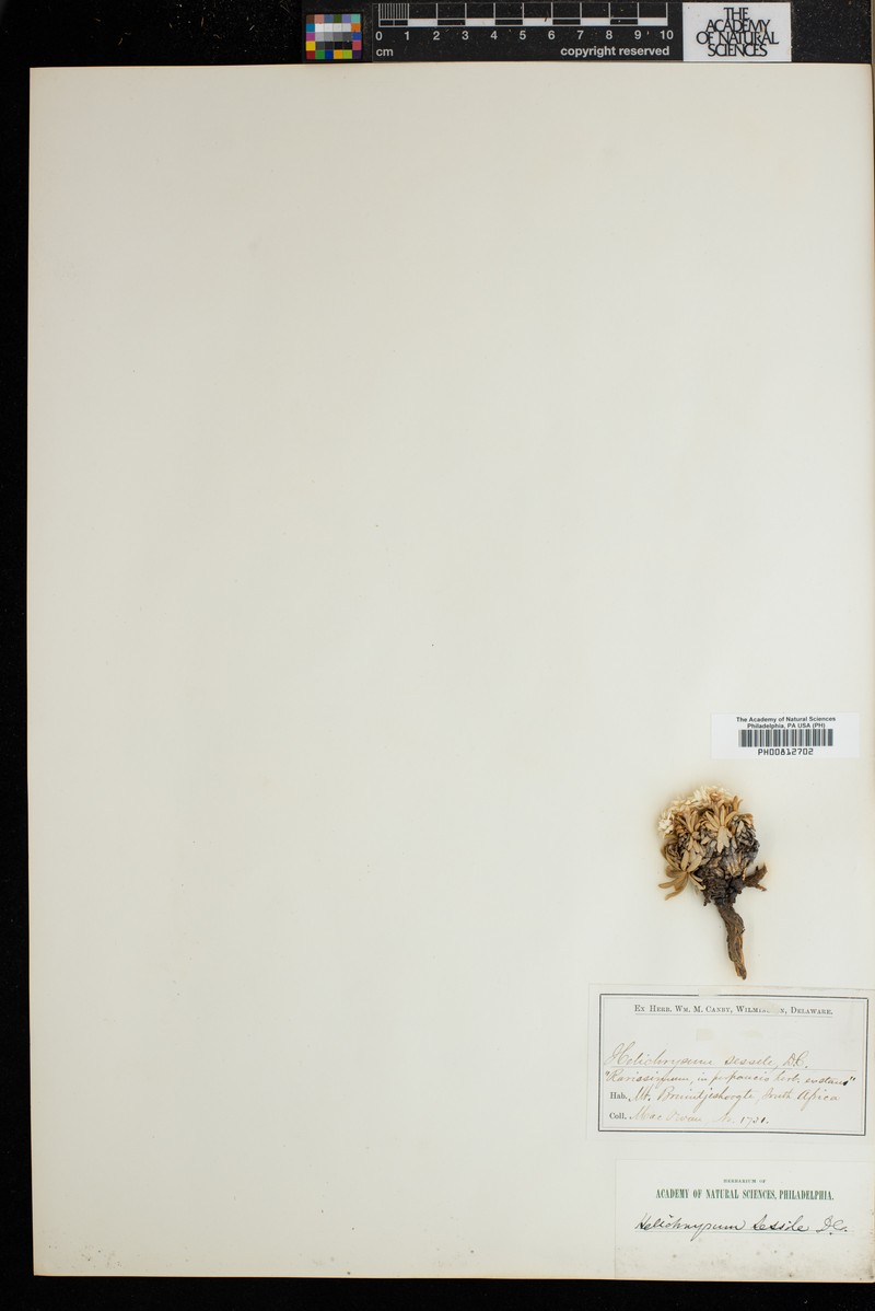 Helichrysum sessile photo 3
