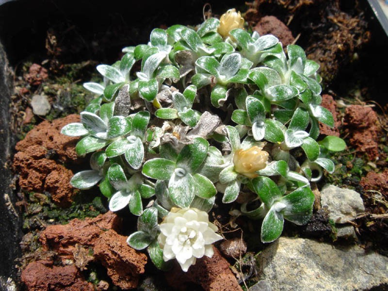 Helichrysum sessilioides