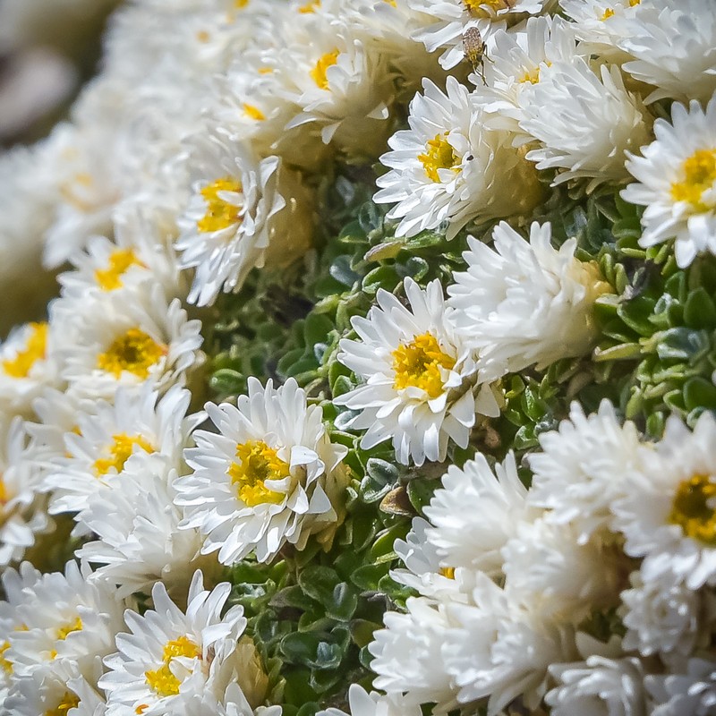 Helichrysum sessilioides photo 2