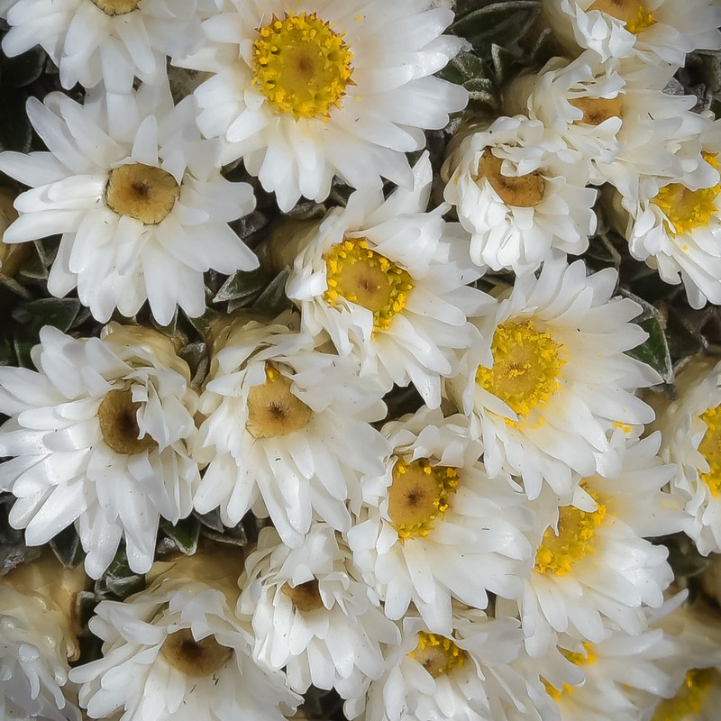 Helichrysum sessilioides photo 3