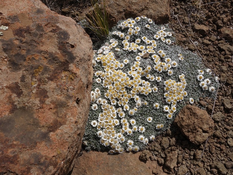 Helichrysum sessilioides photo 4