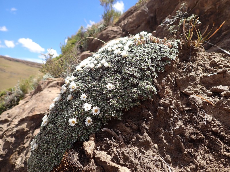 Helichrysum sessilioides photo 5