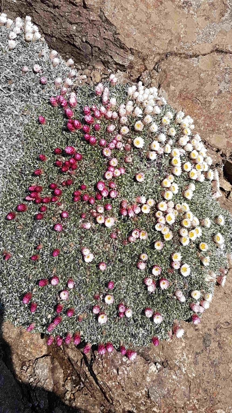 Helichrysum sessilioides photo 7