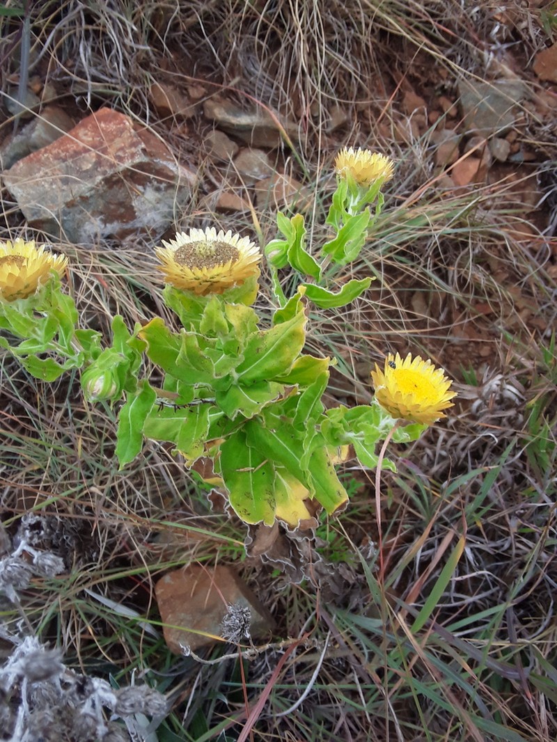 Helichrysum setosum