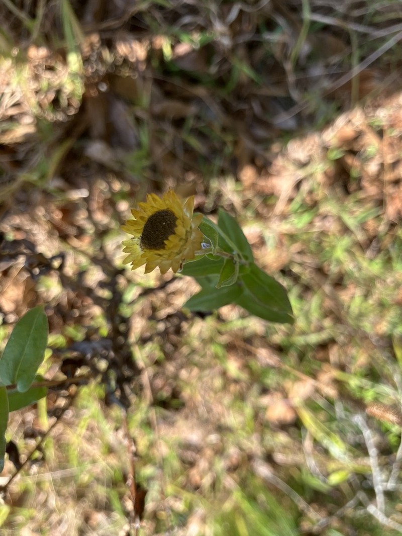 Helichrysum setosum photo 2