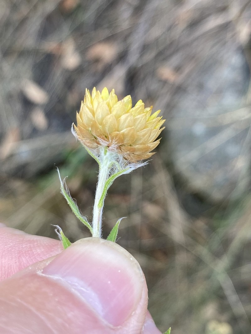 Helichrysum setosum photo 3