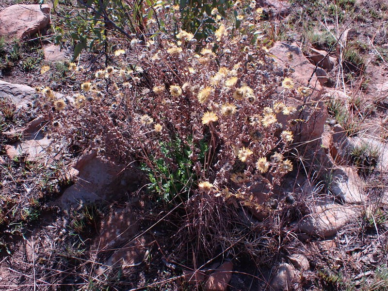 Helichrysum setosum photo 4