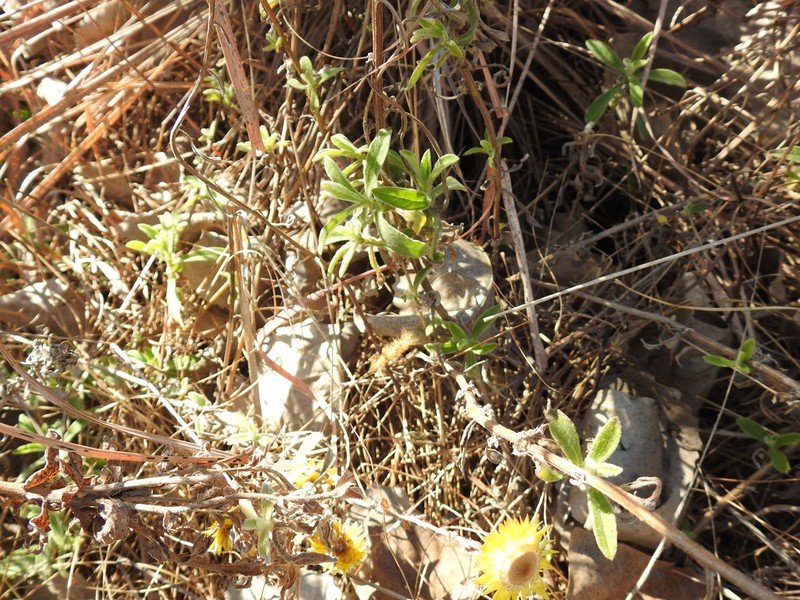 Helichrysum setosum photo 5