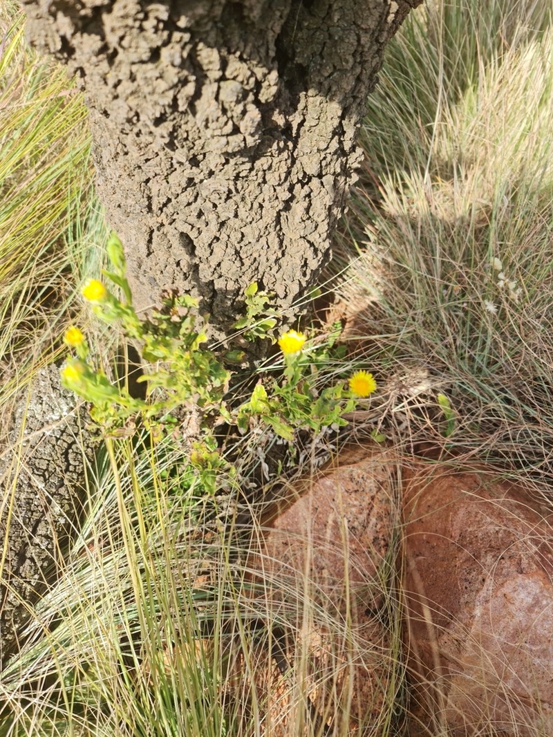 Helichrysum setosum photo 6