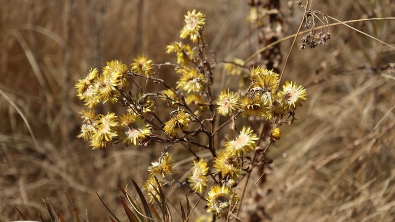 Helichrysum setosum photo 7